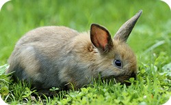 animal symbolism of spring and rabbit meanings