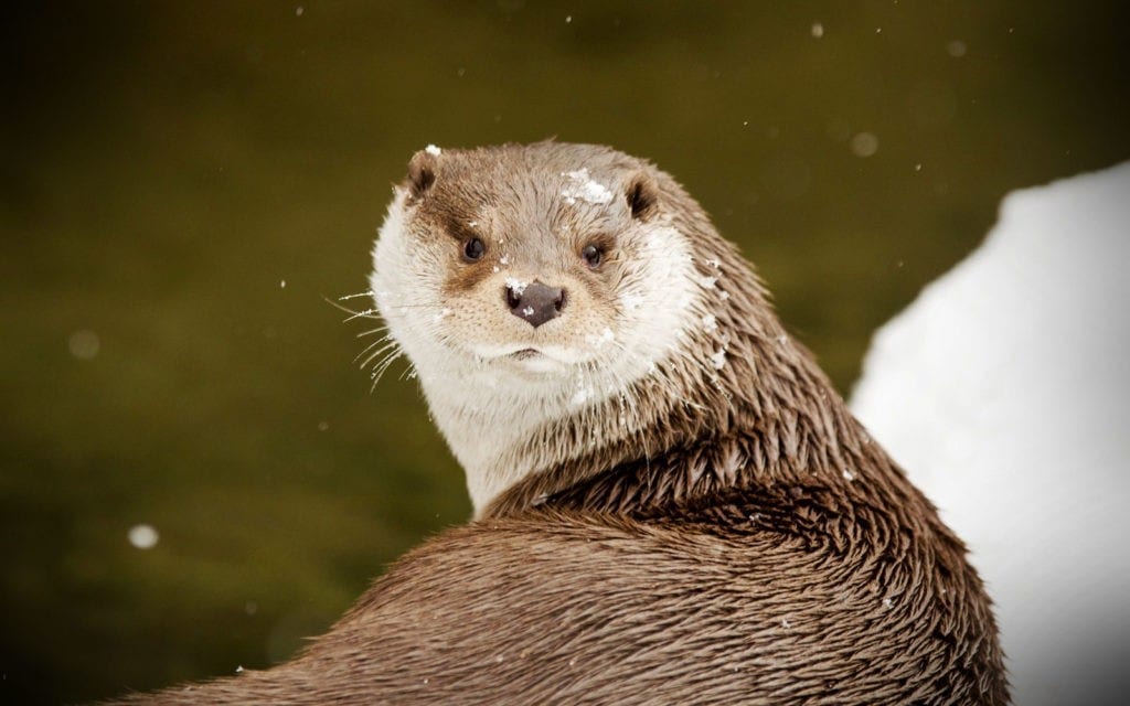 animal symbolism otter meanings