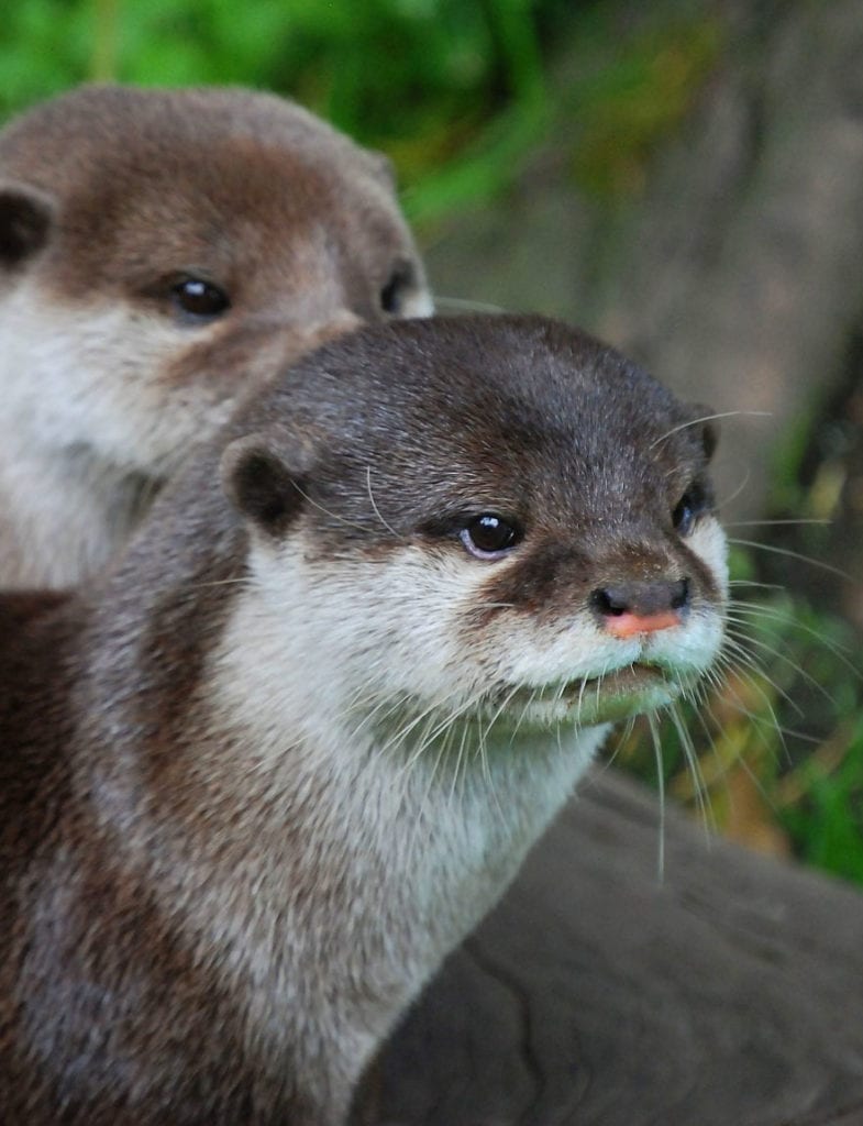 animal symbolism and otter meanings on whats-your-sign.com