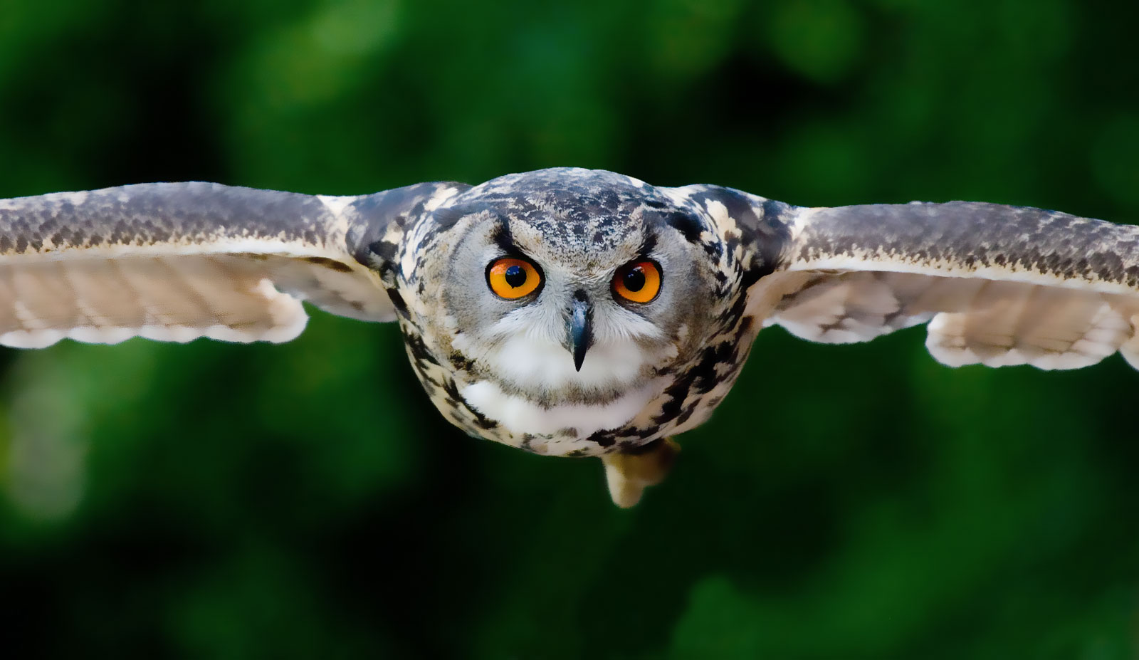 Animal Symbolism Owl Meaning On Whats Your Sign