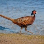 animal symbolism pheasant meaning