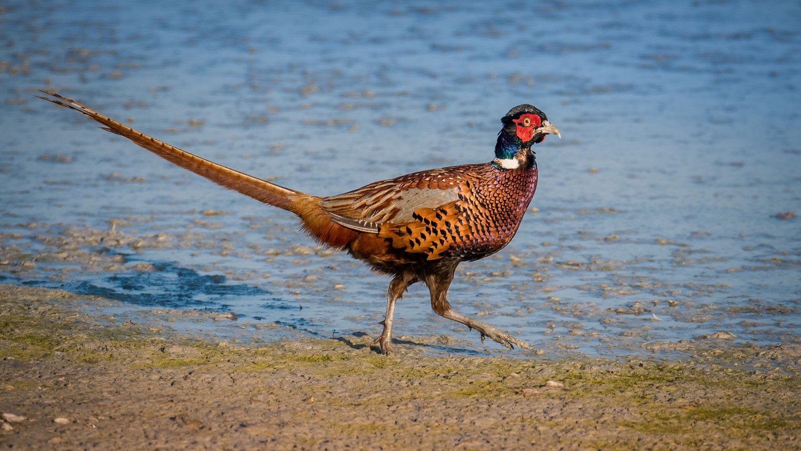 animal symbolism pheasant meaning