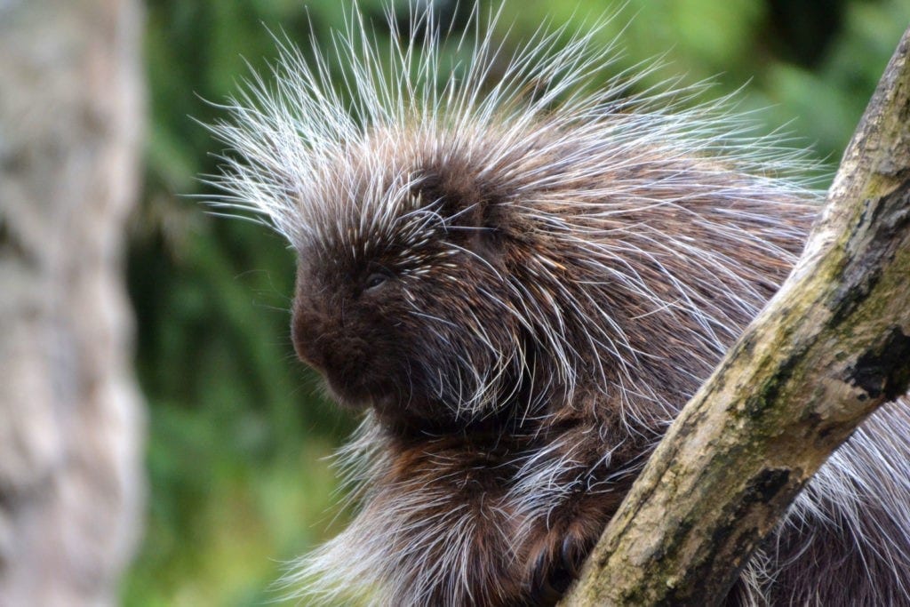 animal symbolism porcupine meaning