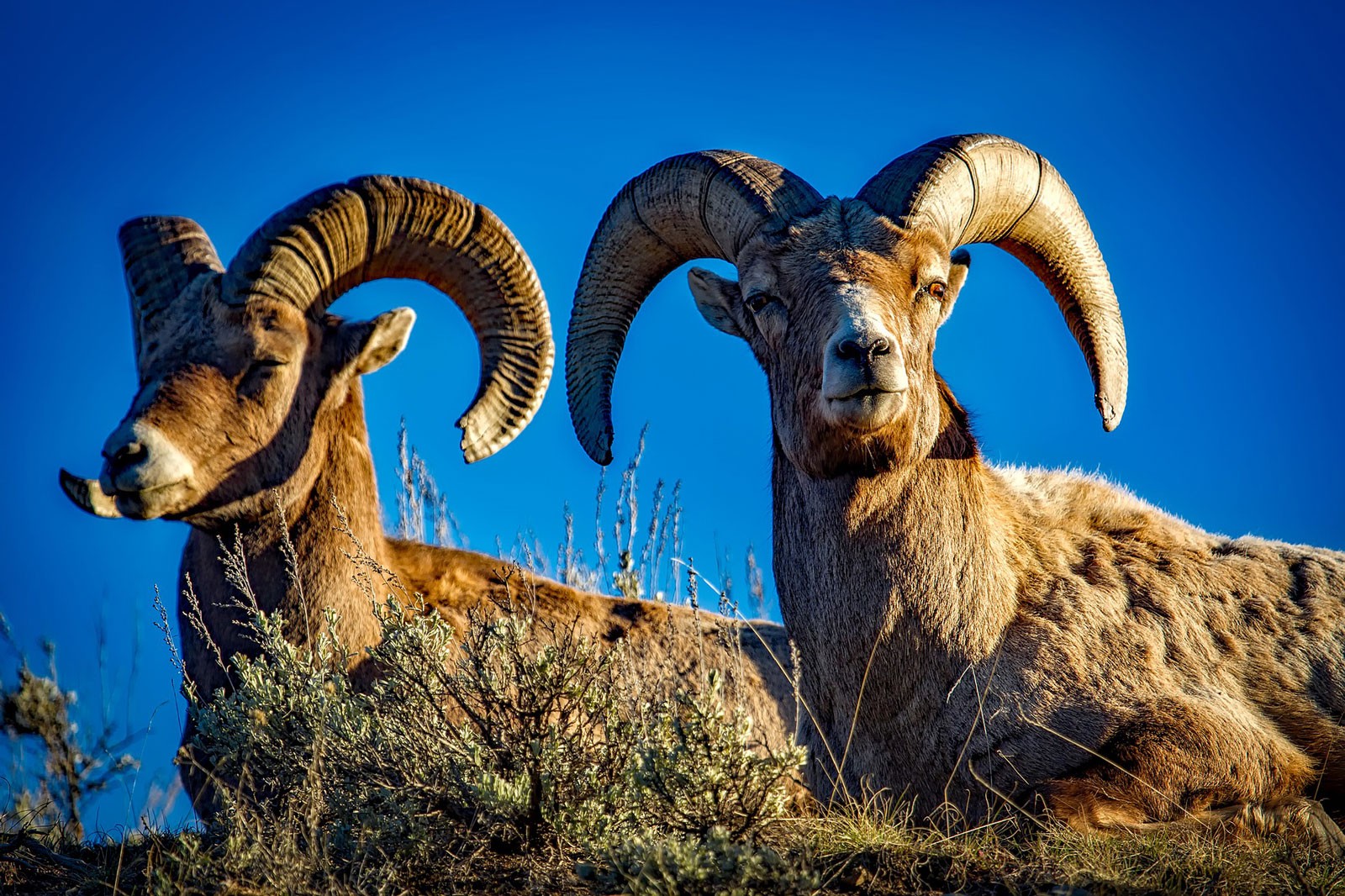  Animal  Symbolism Ram  Meaning on Whats Your Sign com