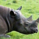 animal symbolism rhinoceros meaning