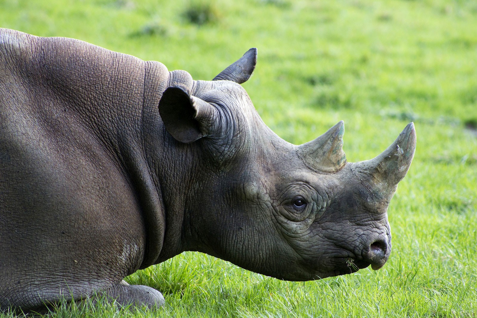 animal symbolism rhinoceros meaning