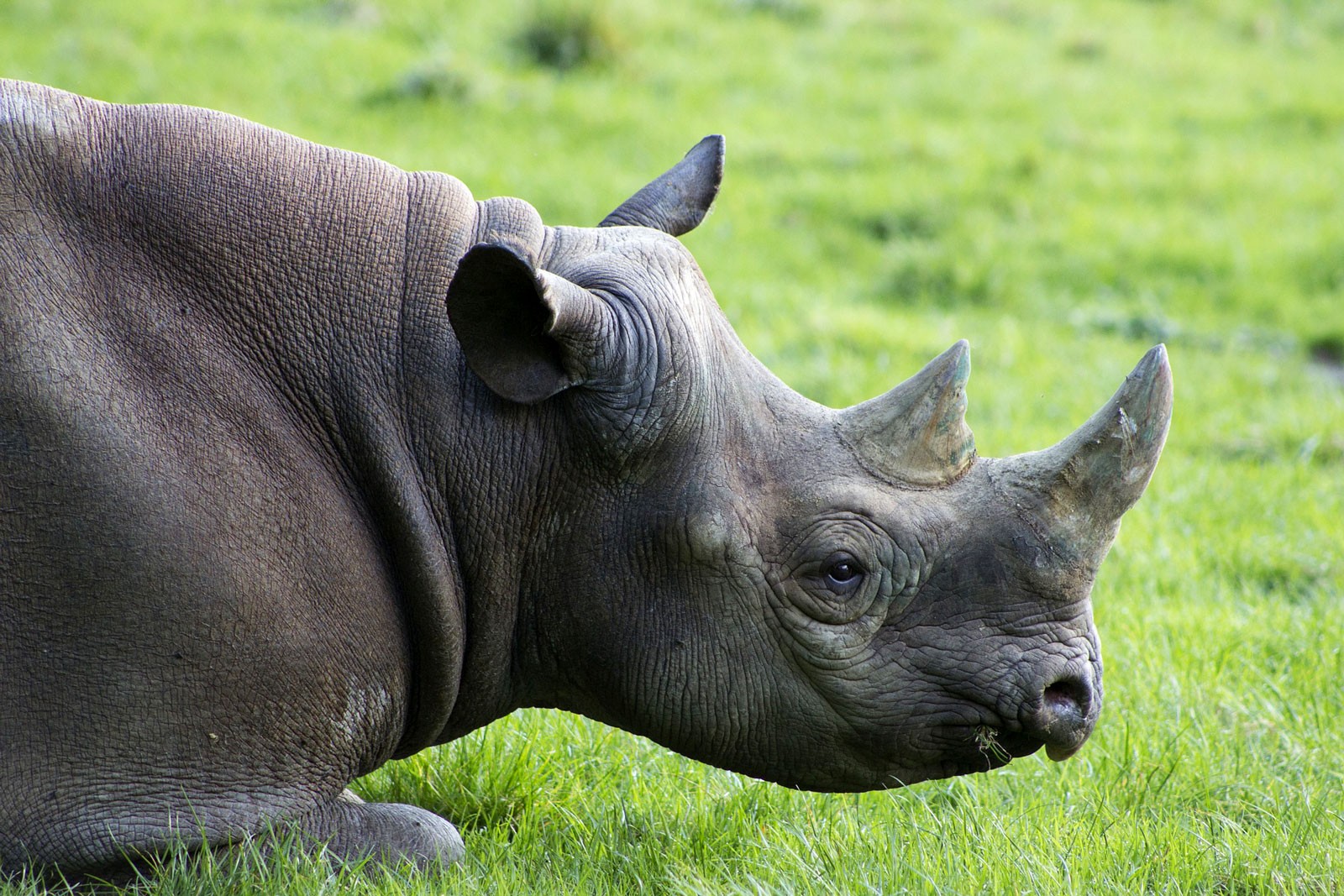 Animal Symbolism: Rhinoceros Meaning on 