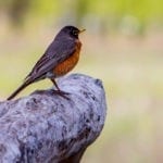 animal symbolism robin meaning