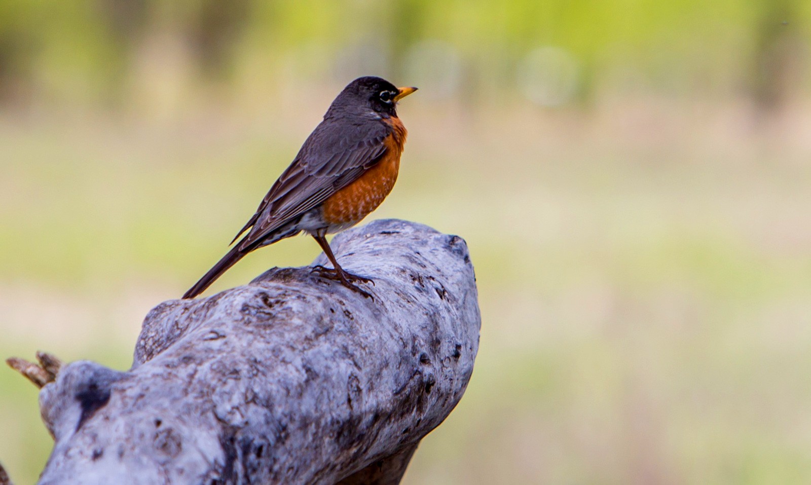 animal symbolism robin meaning