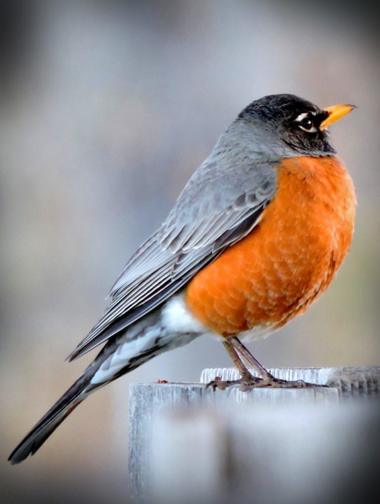 animal symbolism robin meaning