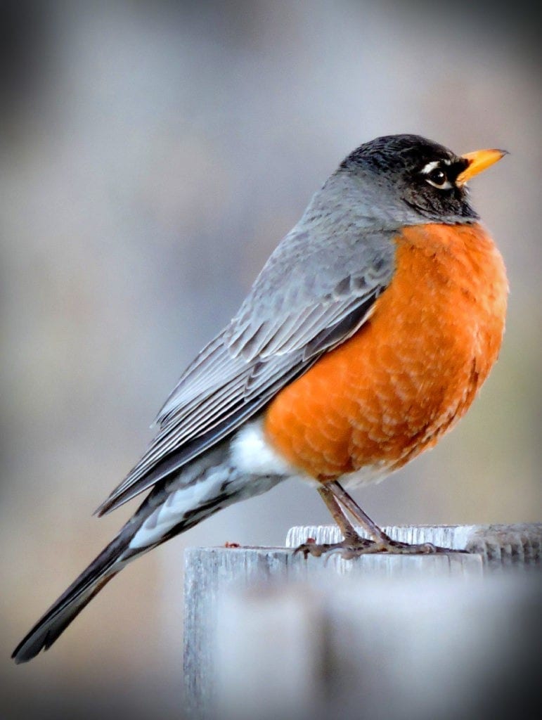 Animal Symbolism: Red Robin Meaning on 