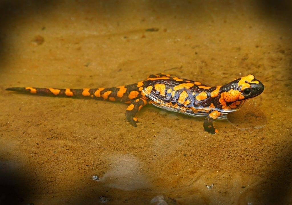 animal symbolism salamander meanings