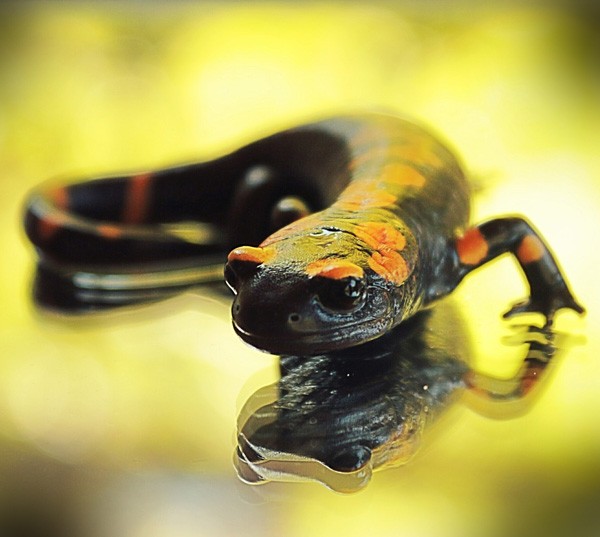 animal symbolism salamander meaning