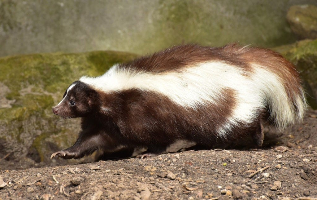 animal symbolism skunk meaning