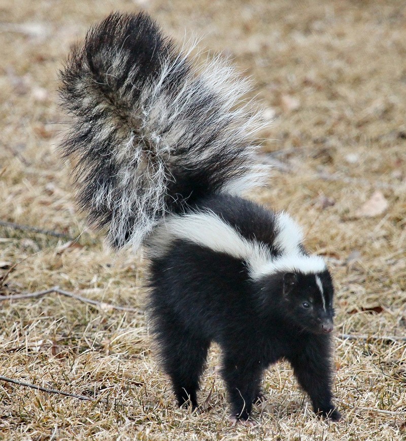 animal symbolism skunk meaning