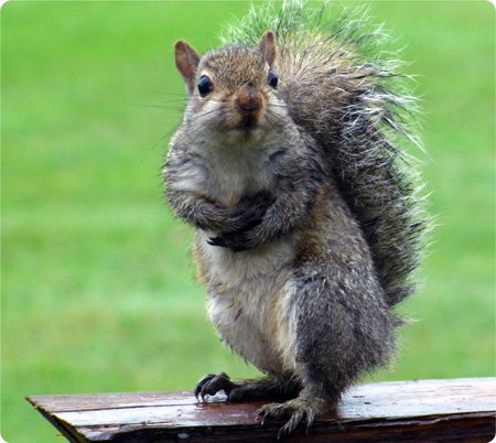 animal symbolism squirrel meaning