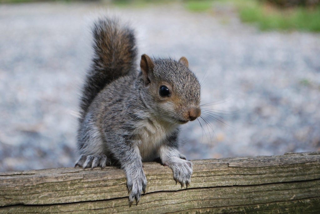 animal symbolism squirrel tracks and meanings