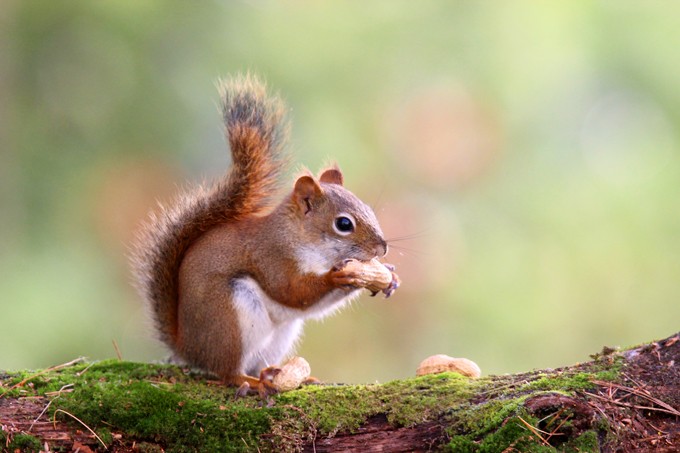 animal symbolism squirrel meaning