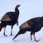 animal symbolism turkey meanings