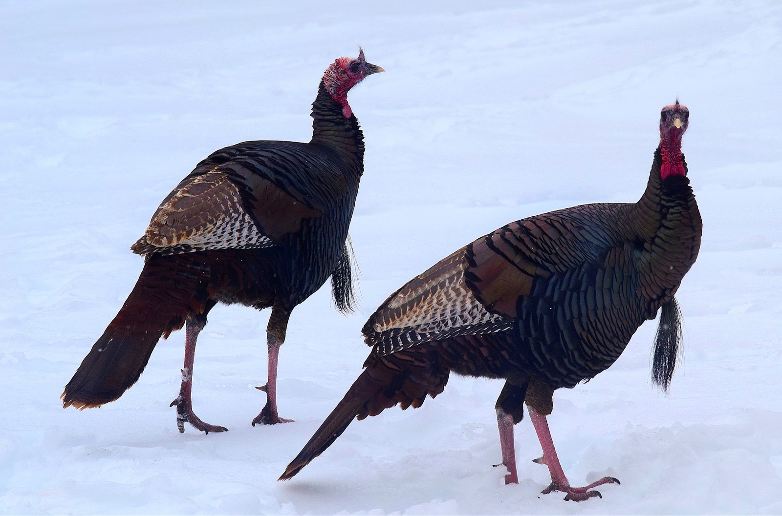 animal symbolism turkey meanings