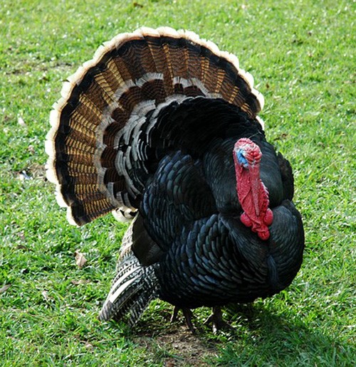 animal symbolism and turkey meanings