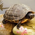 animal symbolism turtle meanings