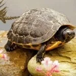 animal symbolism turtle meanings