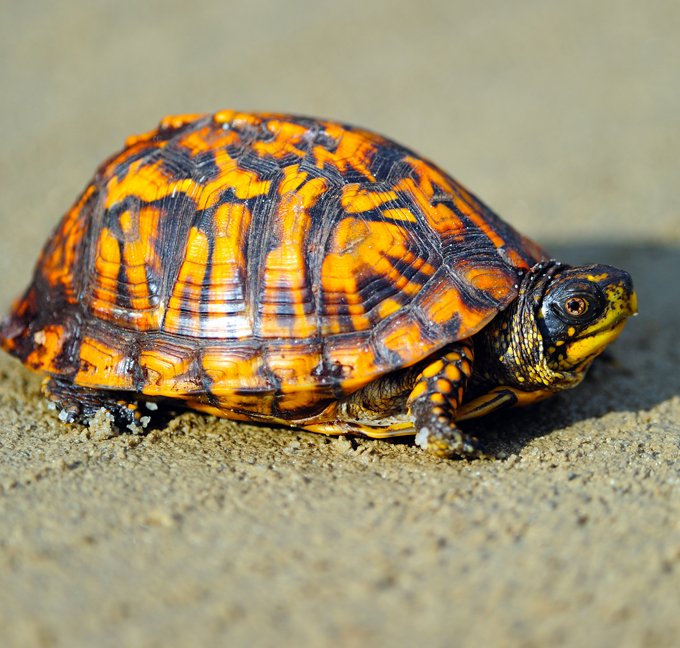 Turtle meanings in animal symbolism