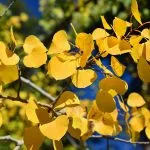 celtic meaning aspen tree meaning in the celtic ogham