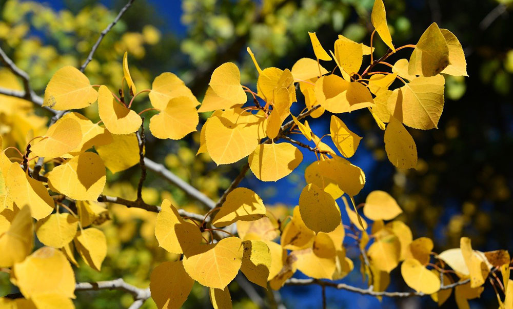 celtic meaning aspen tree meaning in the celtic ogham