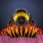 bee meaning