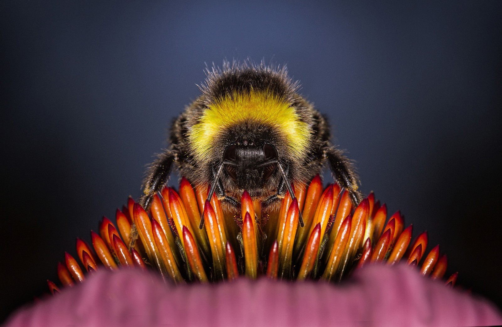 Bee Meaning And Bee Symbolism Myth And Meaning Of Bees By Avia On Whats Your Sign Com