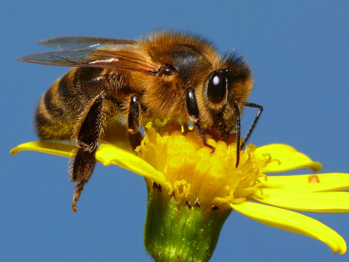 symbolic bee meaning