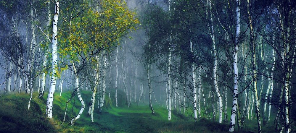 celtic meaning of the birch tree