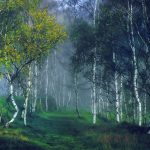 celtic meaning of the birch tree