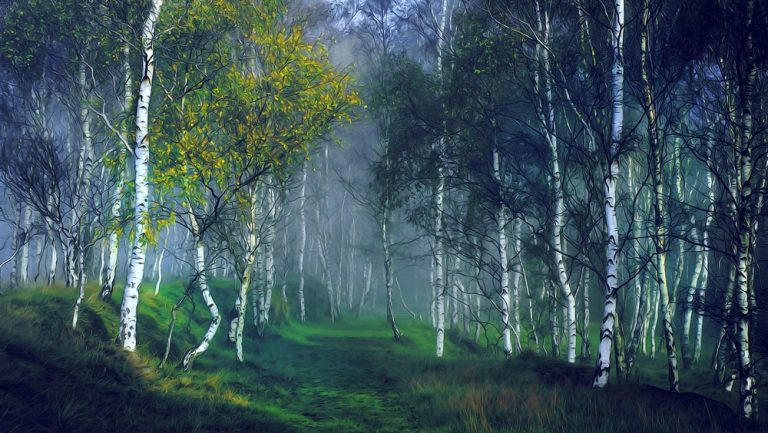 celtic meaning of the birch tree