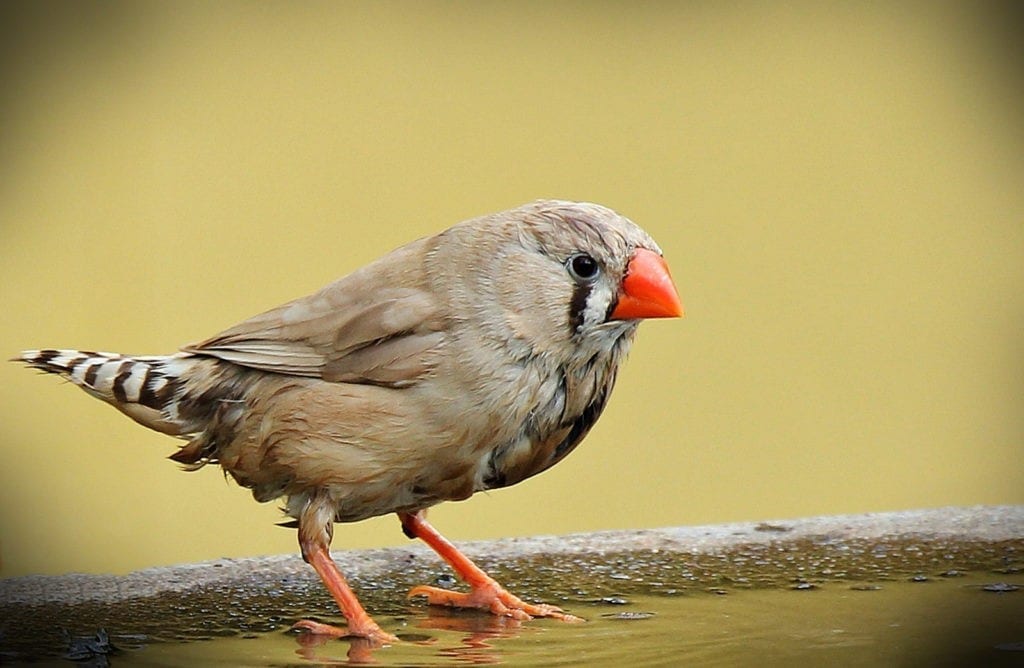 bird meaning finch meaning