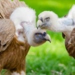 bird meaning vulture meanings