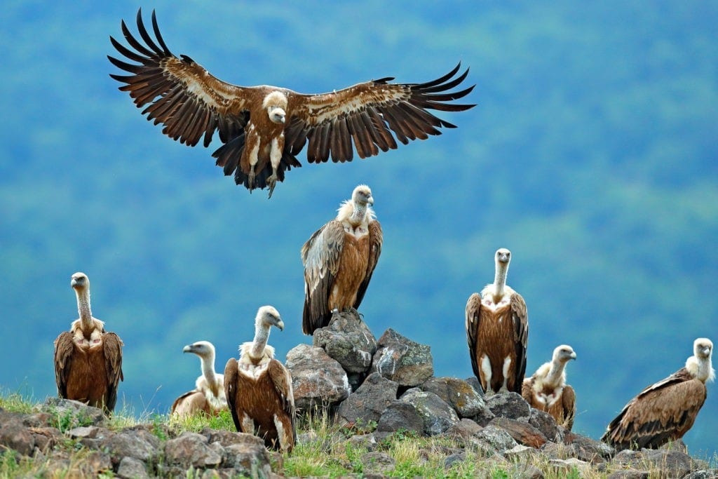 vulture bird meaning