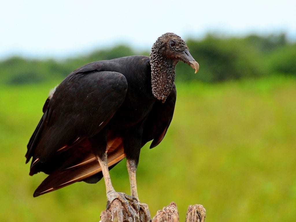 bird meaning vulture meanings