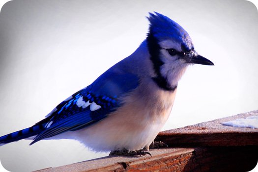 Bluejayanimalsymbolism3 Whats Your Sign Com