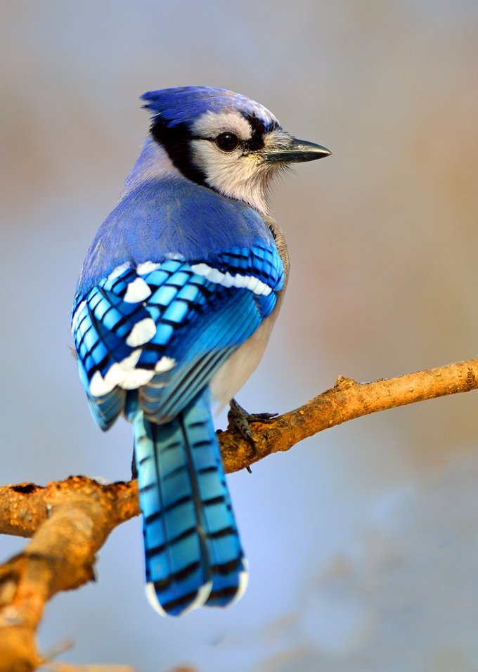 blue jay symbolism blue jay meaning