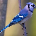 Symbolic Blue Jay Meaning