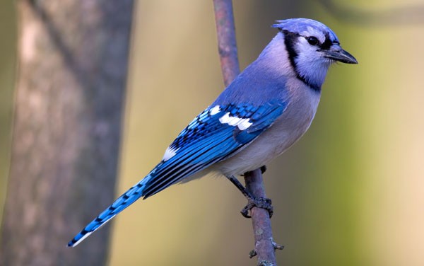 Symbolic Blue Jay Meaning