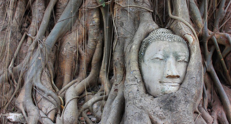 bodhi tree symbolism