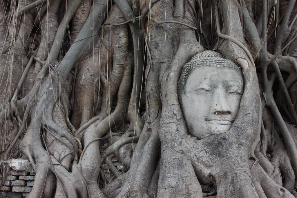 bodhi tree symbolism