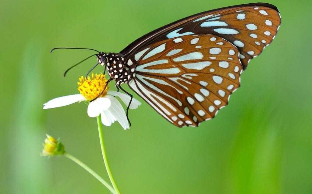 butterfly animal symbolism