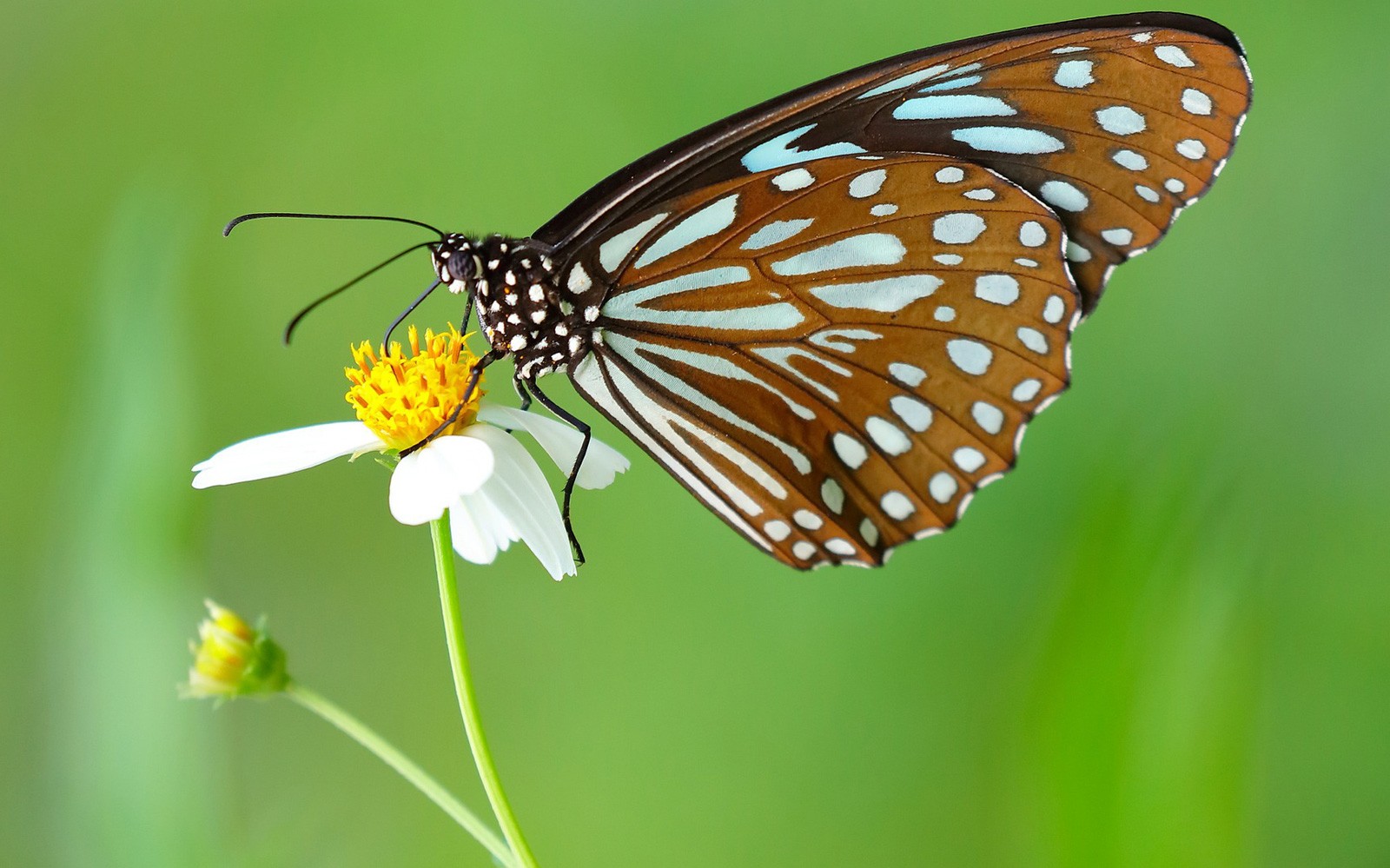 Butterfly Animal Symbolism