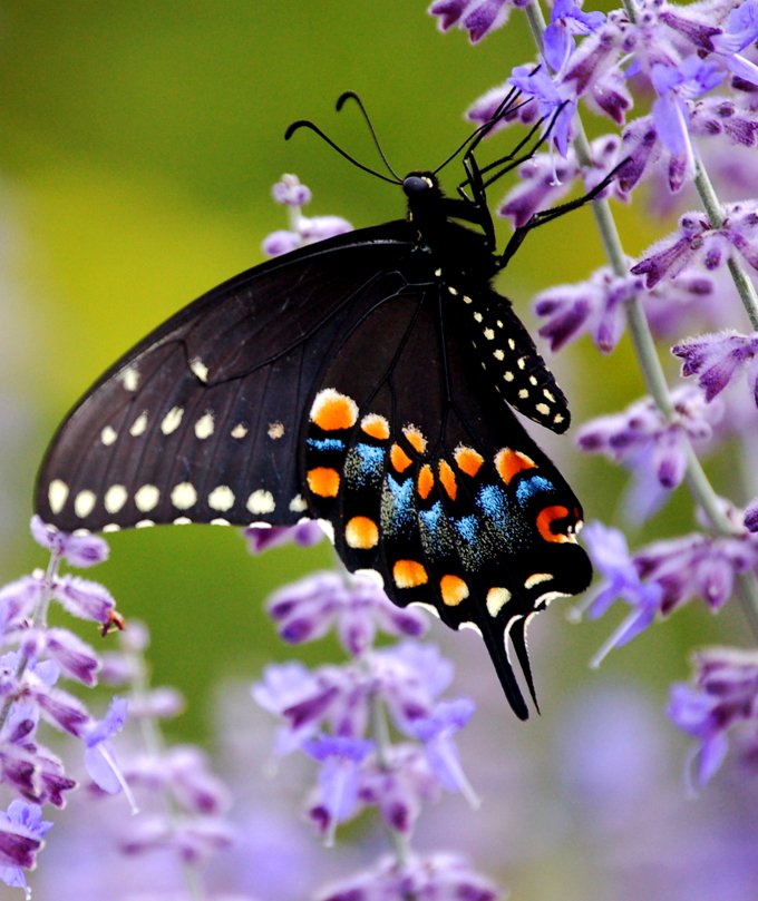 butterfly animal symbolism