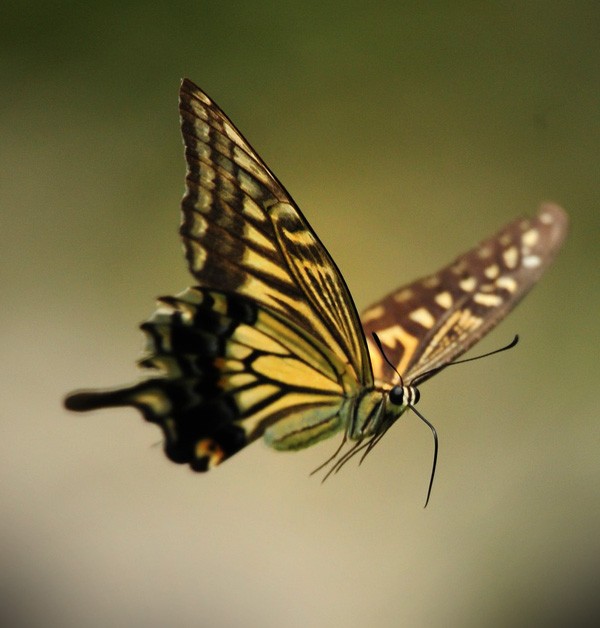 butterfly animal symbolism butterfly meaning